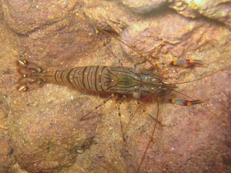 Gamberetto con le uova (Palaemon serratus)